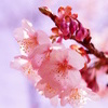 桜花 2.28
