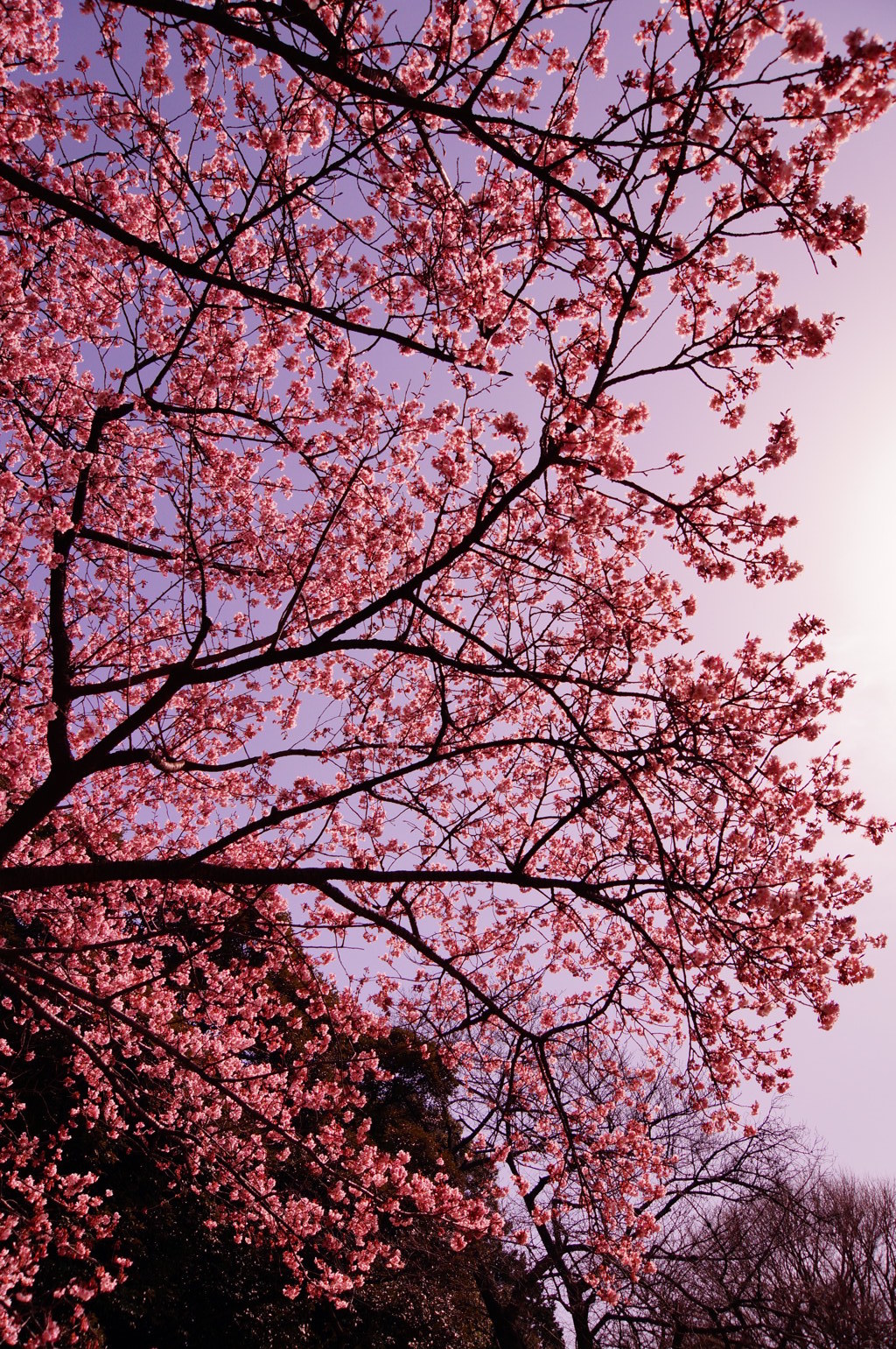 早桜