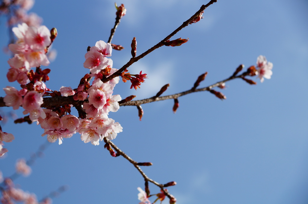 早桜