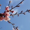 早桜