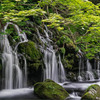 Delicate Waterfoll