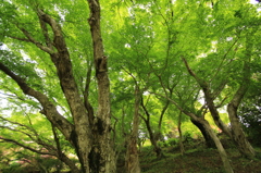 新緑、美しき若葉たち