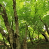 新緑、美しき若葉たち