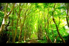 河内藤園　楓