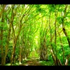 河内藤園　楓