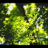 楓