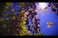 藤の花と太陽と青空