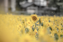 夏の花