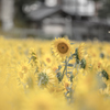 夏の花