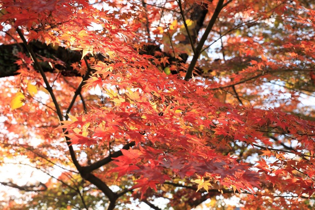 カメラのおかげです。