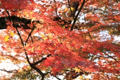 カメラのおかげです。