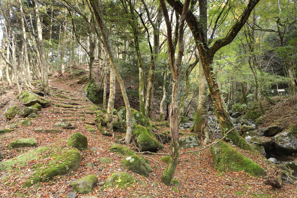 旧天城峠氷室跡あたり