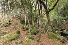 旧天城峠氷室跡あたり