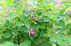 拡大してみました。