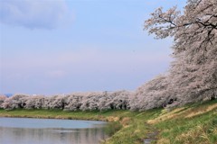 大河原桜川沿い