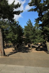 神様が通る松並木