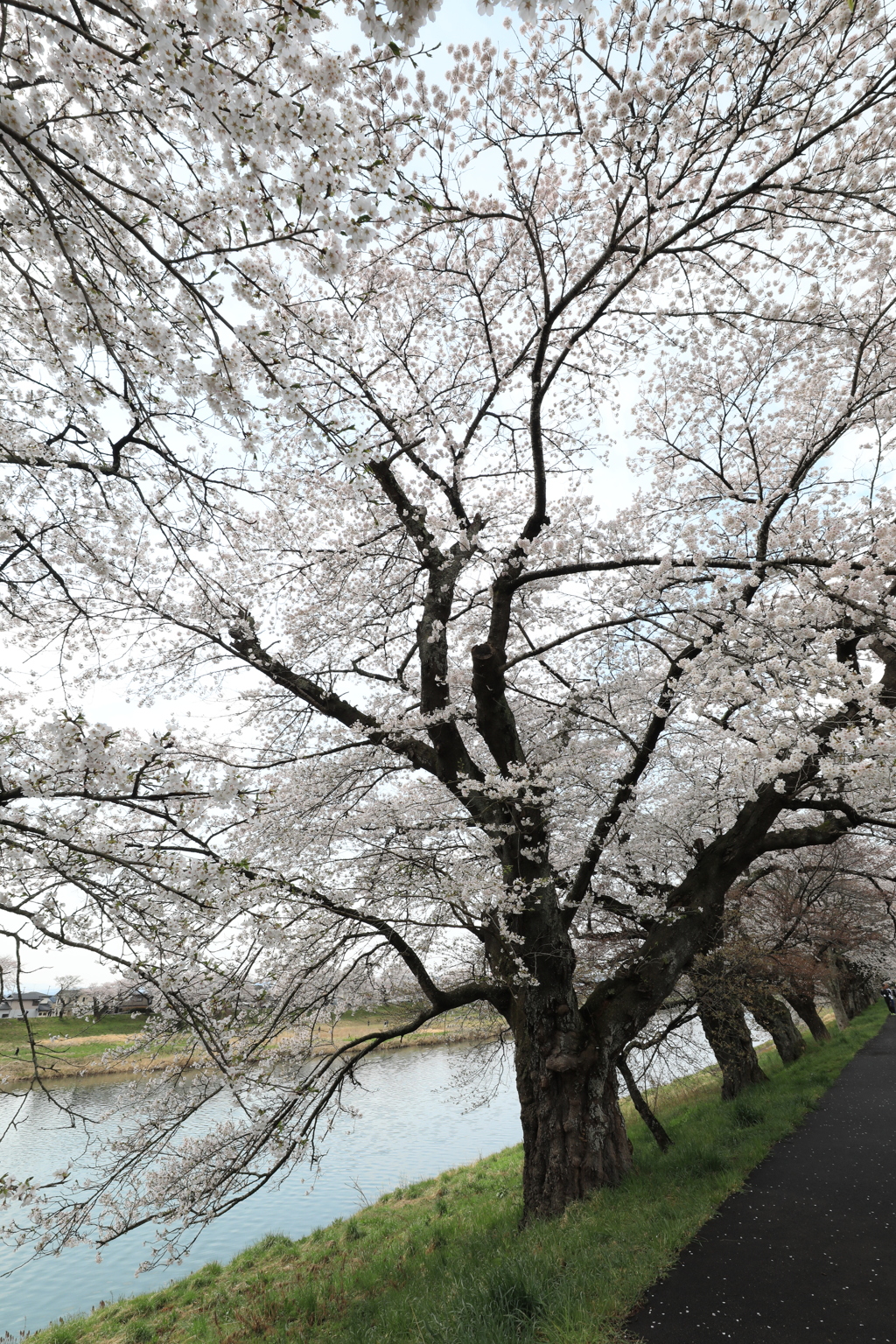 大河原桜