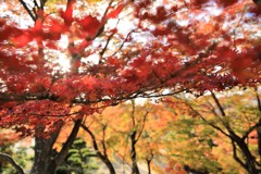 紅葉してる場所がありました。
