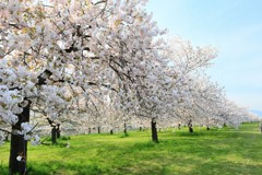 小布施の桜並木