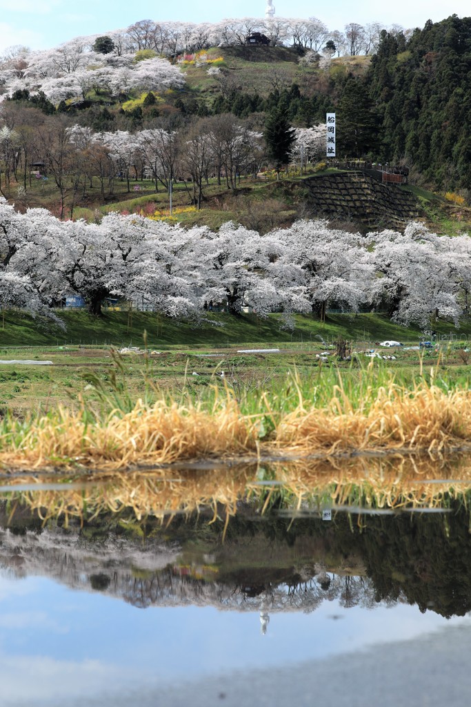 大河原桜の山