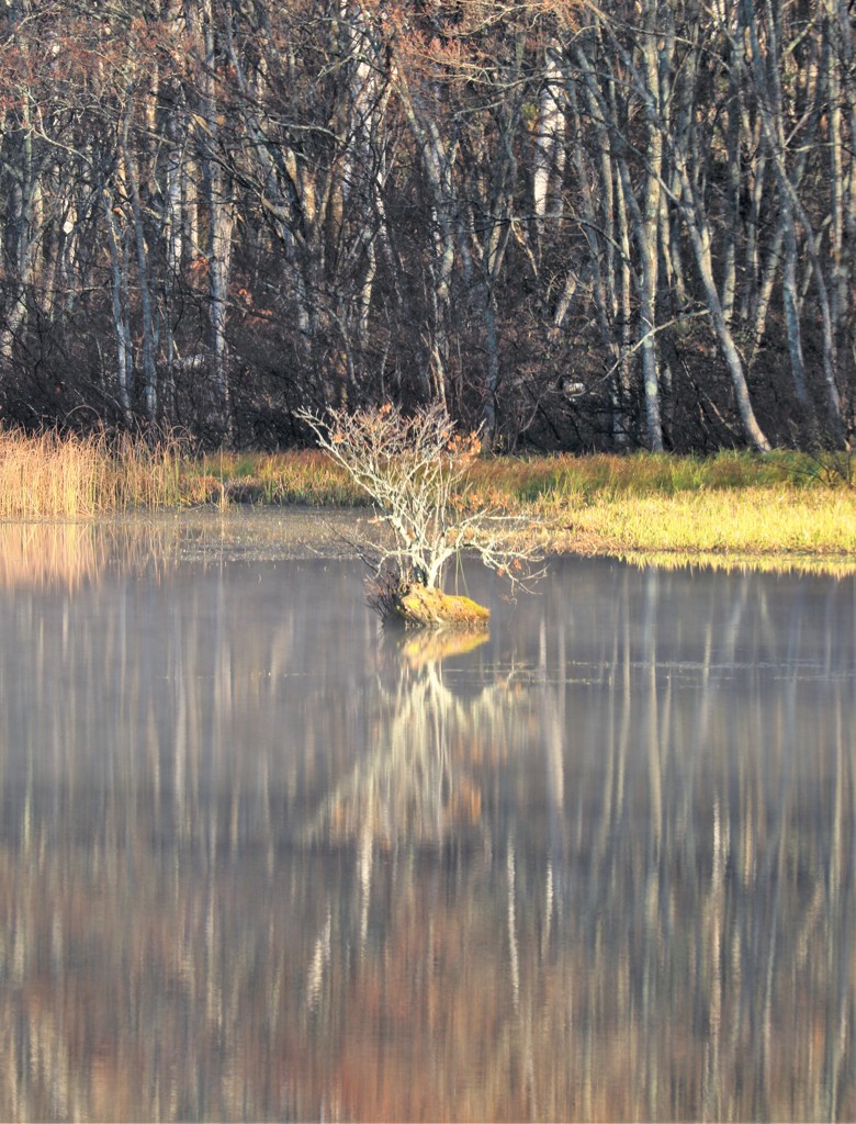 やはりめんどくさがらず三脚に載せないのはよくないかも。