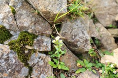 仕方なく岩場のお花