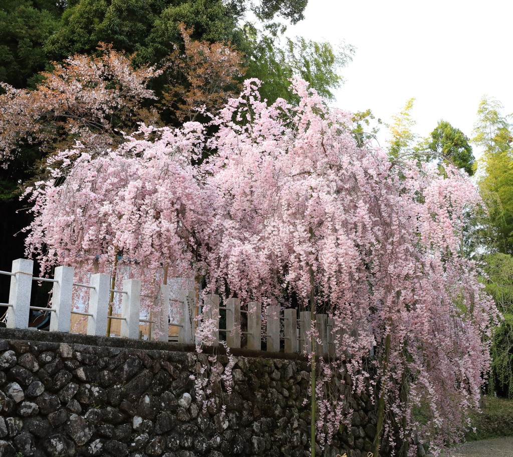 枝垂桜