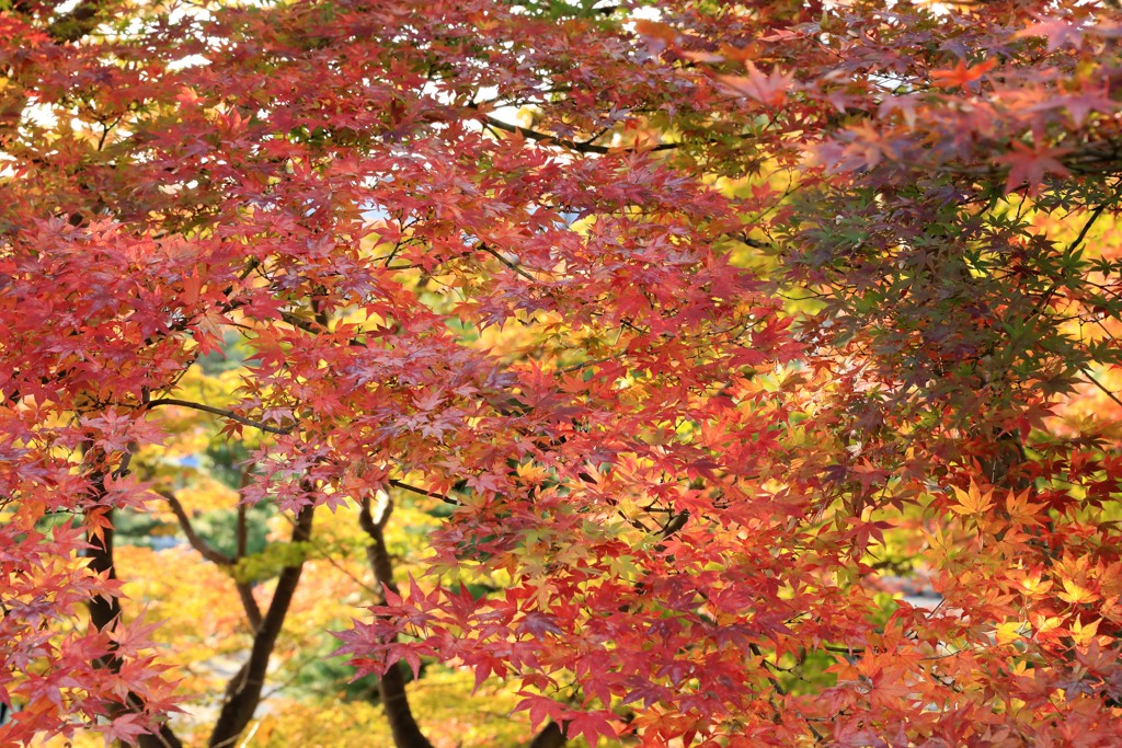 真っ赤ではないのですが