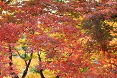 真っ赤ではないのですが