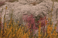 桜の山