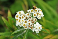 小さいお花にハチ