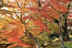 飽きませんんね