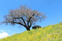 つぼみはでかく 開くばっかりでしたが。