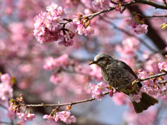 春らしく