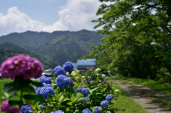 散歩道