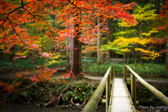 小國神社　紅葉