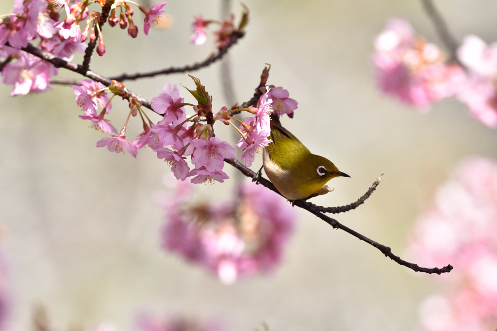 河津桜とメジロ