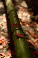 竹と紅葉