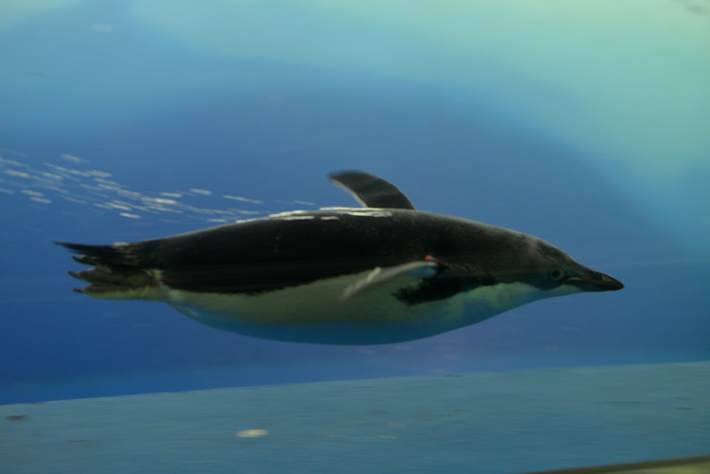 penguin
