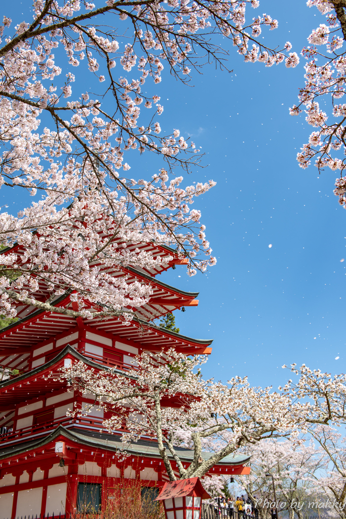 桜舞い散る