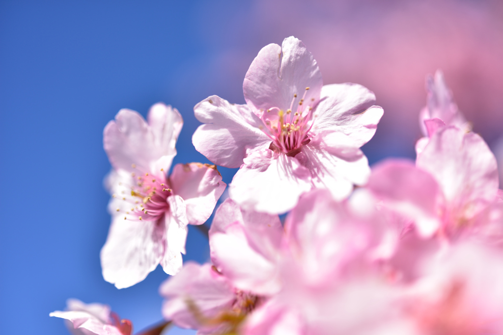 河津桜