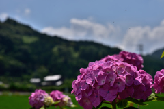 梅雨の中休み