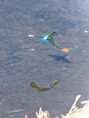 カワセミ３つ