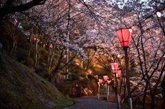 桜の小道