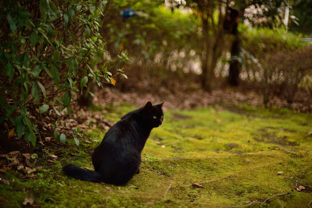黒猫