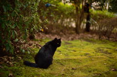黒猫