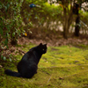 黒猫