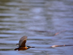 Fly!!