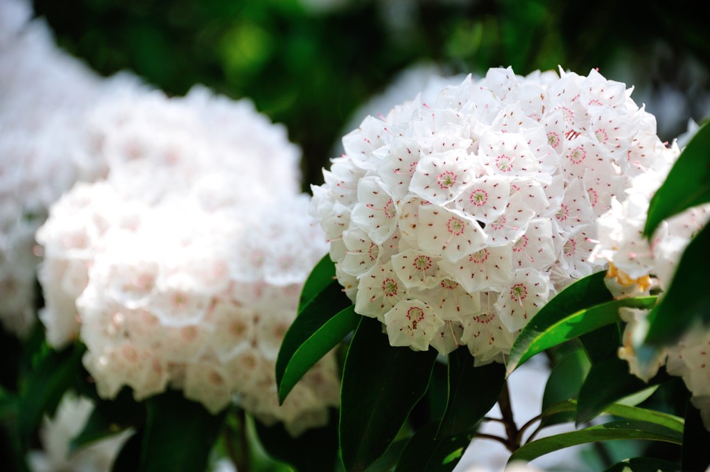 kalmia