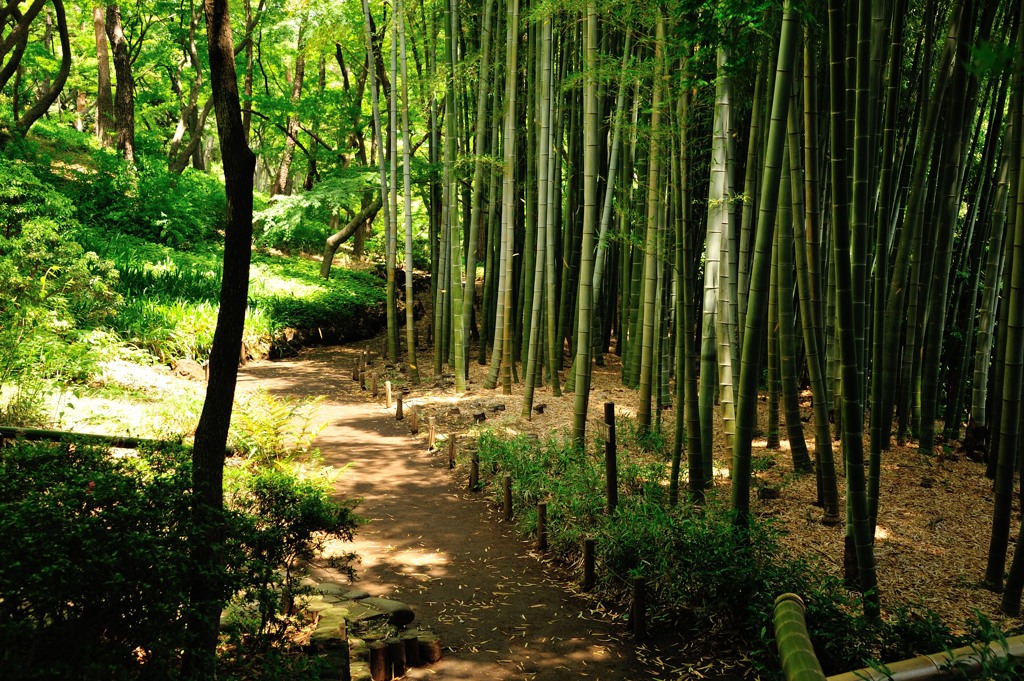 a bamboo thicket